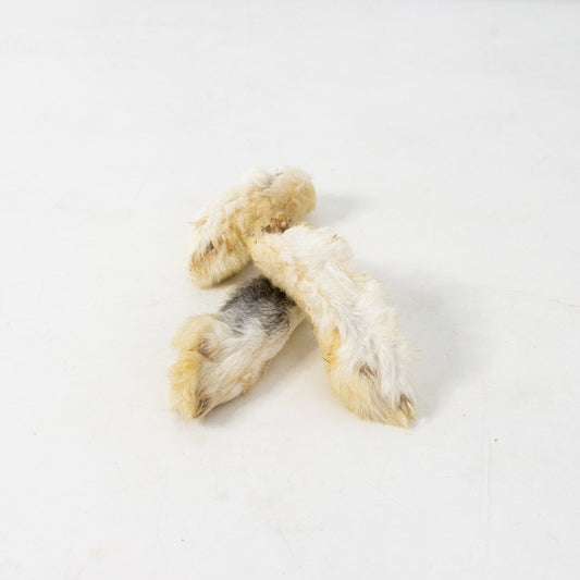 Dehydrated rabbit paw